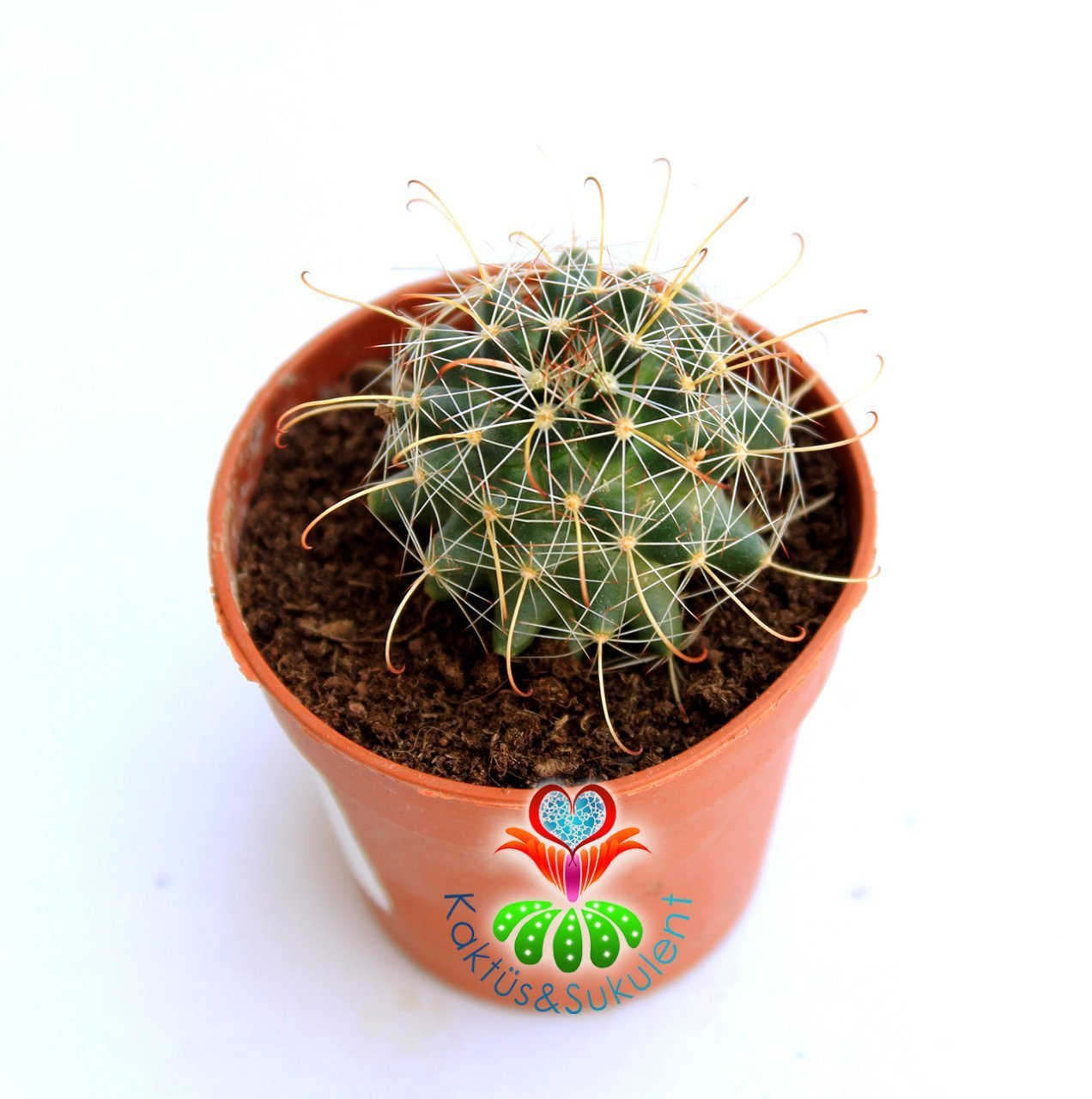 Kaktüs,Mammillaria Pullihamata- Pembe Renk Çiçek Açar-Kanca Dikenli-5,5 cm Saksıda-Nadir Tür