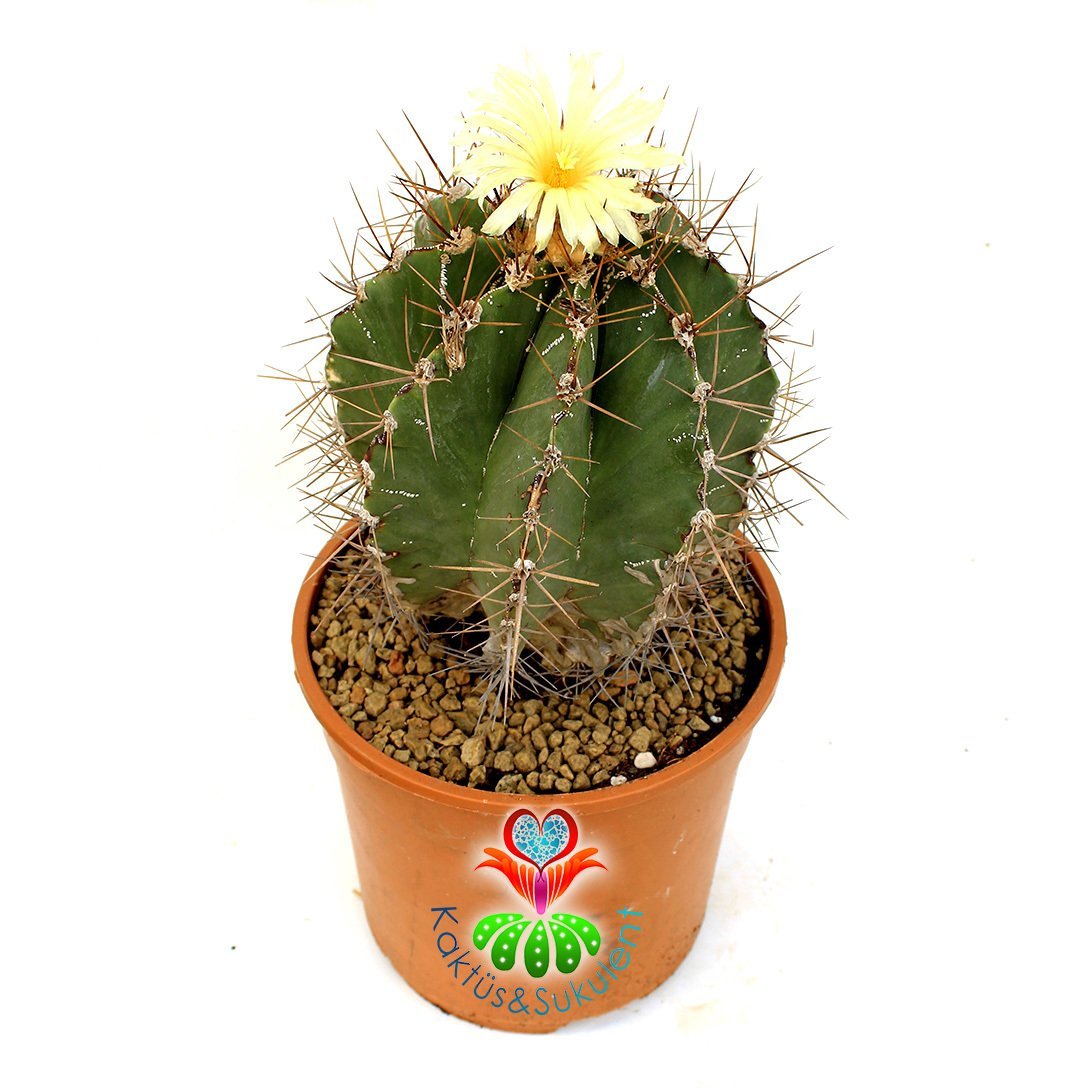 Astrophytum Ornatum 17 cm Saksılı min.saksı ile 40 cm boy Yetişkin Sınırlı Sayıda