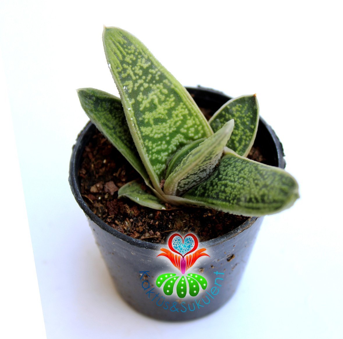 Sukulent,Gasteria 'Little Warty'-Sert Yapraklı Çok Dayanıklı Tür-5,5 cm saksıda-Teraryum-Kaktüs