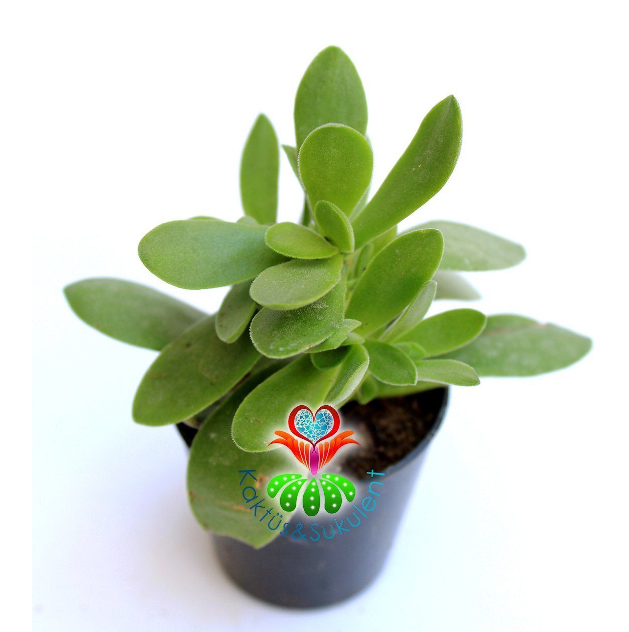 Sukulent,Crassula Platyphylla-Yaprak Uçları Kızarır-5,5 cm saksıda