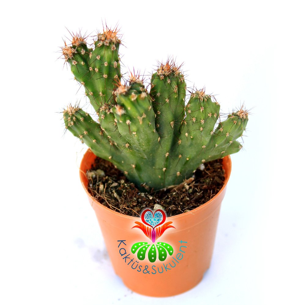 Cereus Peruvianus Monstruosus-Koyu Dikenli Taş Kaktüs-5,5 cm Saksıda