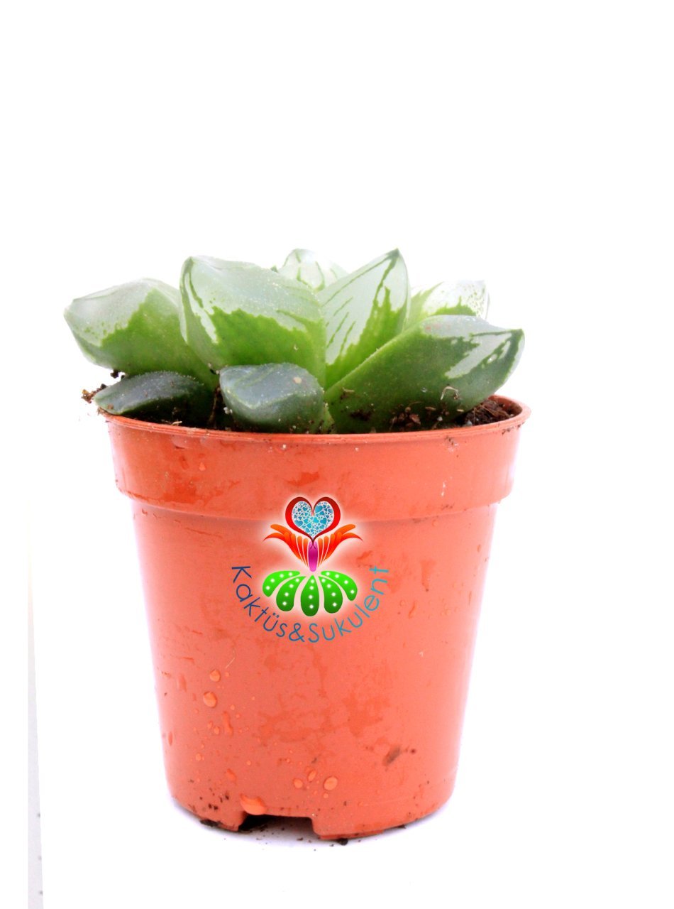 Haworthia cv. Ollasonii x H. cooperi ex Japan 5,5 cm Saksıda Şeffaf Damarlı Yapraklı Nadir Tür