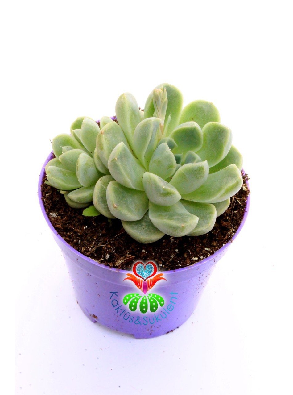 Echeveria Minima Blue Rosette-8,5 cm Saksıda-Mavi Yapraklı