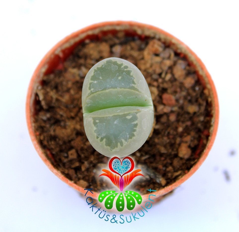 Lithops Olivacea-Açık Mavi Renk -5,5 cm Saksıda -Yaşayan Taş Kaktüs-Altıntaş-Sarı Renk Çiçek Açar