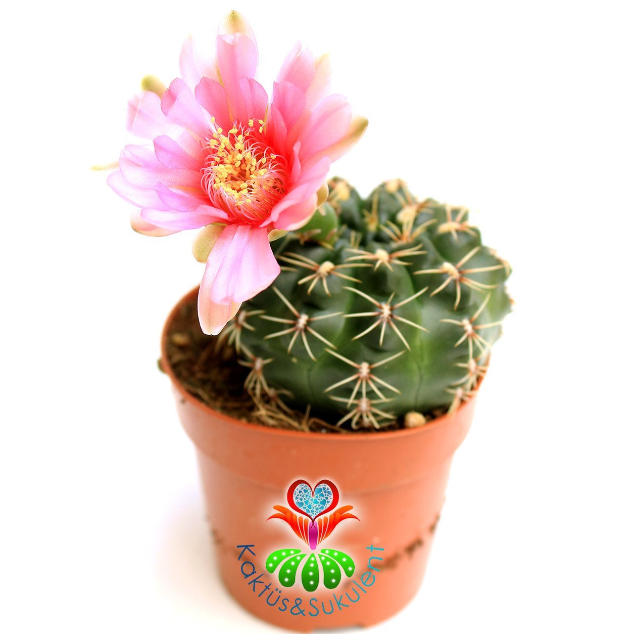 Kaktüs,Gymnocalycium Baldianum -Pembe Çiçek Açar-1.Sınıf İthal 6 cm Bitki Çapı- 8 cm saksılı