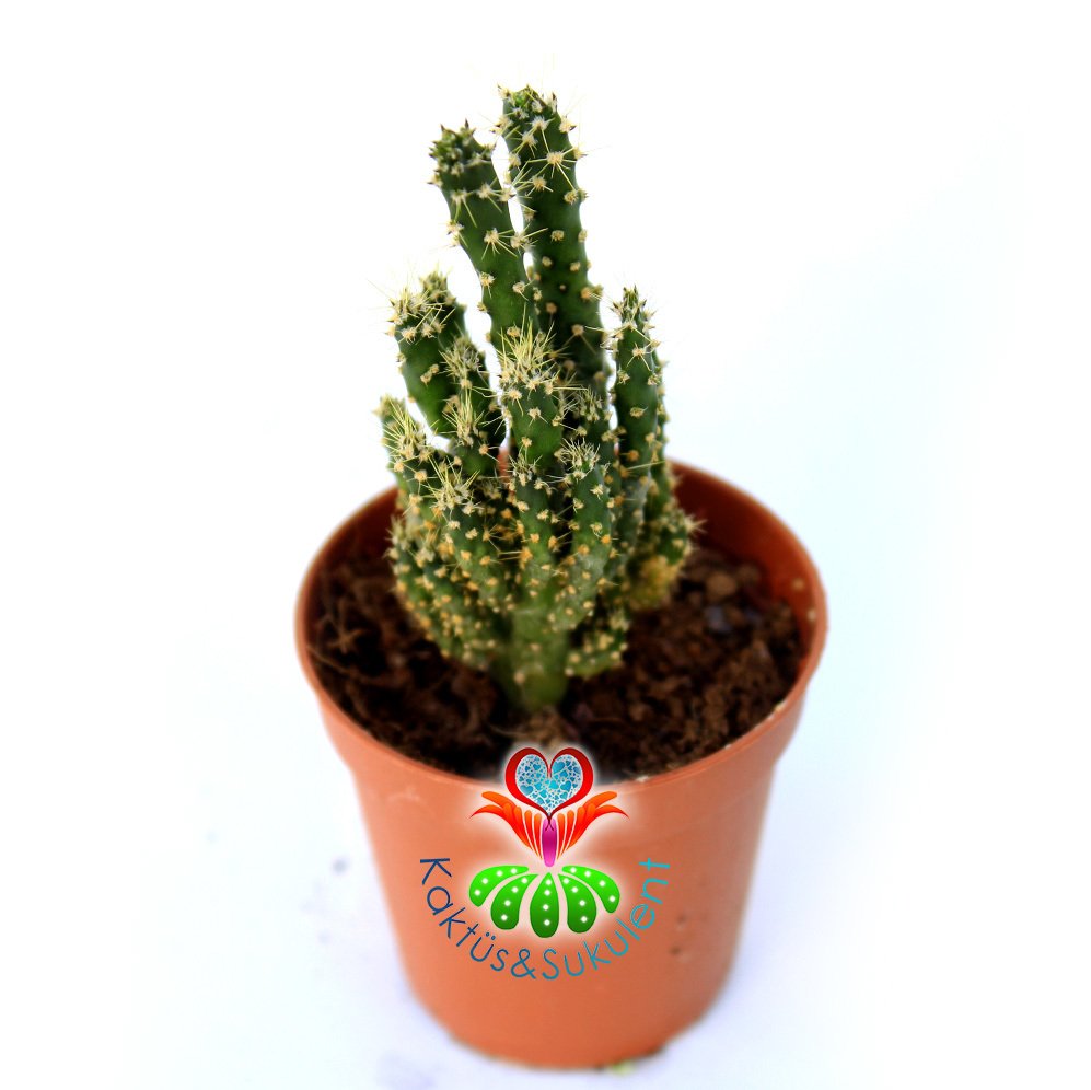 Opuntia Gracilicylindrica - Sıradışı Tür- 5,5 cm Saksıda