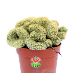 Beyin Formlu Kaktüs, Mammillaria Elongata Cristata-5,5 cm Saksıda