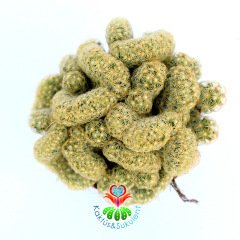 Beyin Formlu Kaktüs, Mammillaria Elongata Cristata-5,5 cm Saksıda