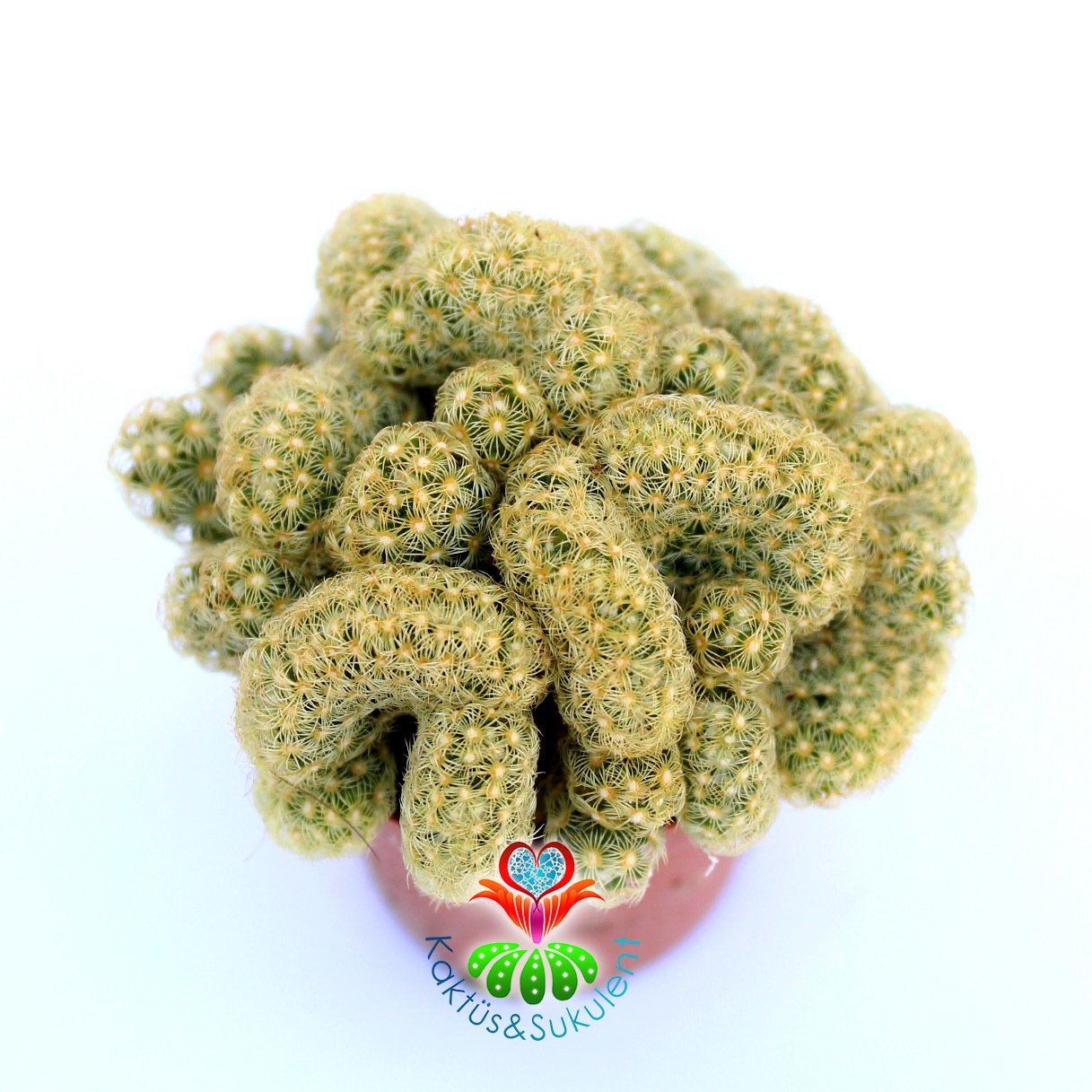 Beyin Formlu Kaktüs, Mammillaria Elongata Cristata-5,5 cm Saksıda