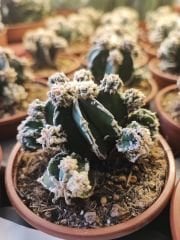 Astrophytum Nudum Fukuryu, Haku-Jo & Huboki Nadir Tür Bol Yavrulu -8 cm saksı Nadir Özel Tür