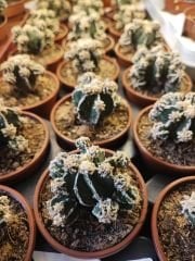 Astrophytum Nudum Fukuryu, Haku-Jo & Huboki Nadir Tür Bol Yavrulu -8 cm saksı Nadir Özel Tür