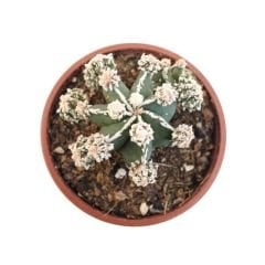 Astrophytum Nudum Fukuryu, Haku-Jo & Huboki Nadir Tür Bol Yavrulu -8 cm saksı Nadir Özel Tür