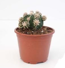 Astrophytum Nudum Fukuryu, Haku-Jo & Huboki Nadir Tür Bol Yavrulu -8 cm saksı Nadir Özel Tür