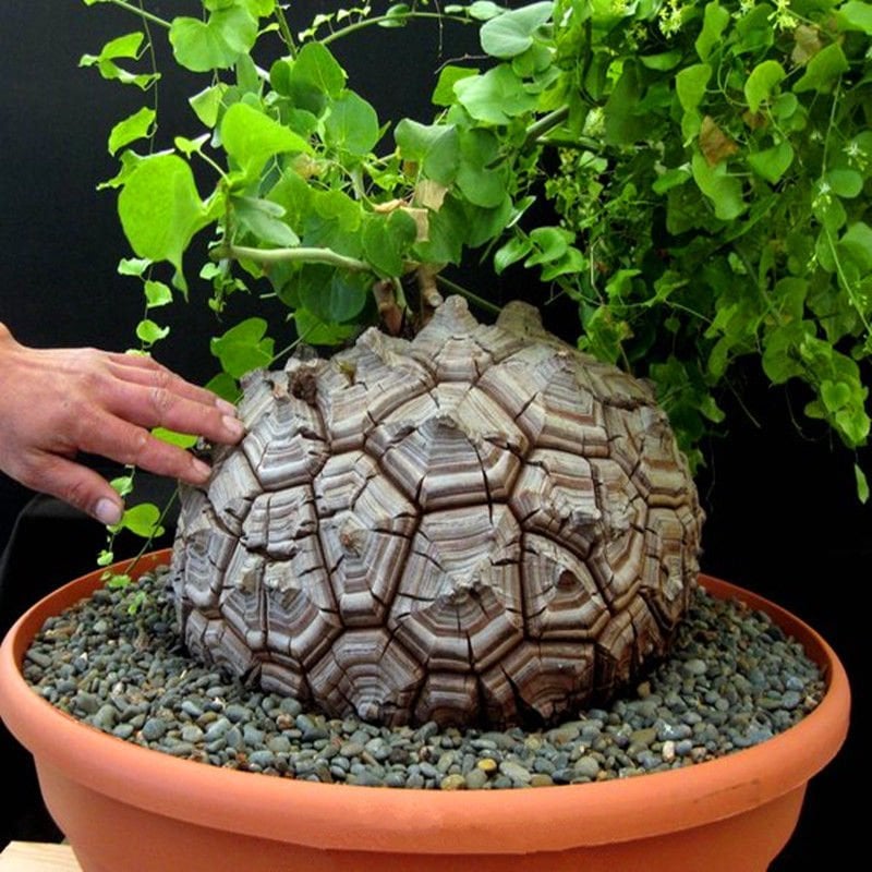 Fil Ayağı-Dioscorea Elephantipes- ÇOK NADİR TÜR-Caudex Odunsu Gövde- 8,5 cm saksıda,Sukulent,Kaktüs