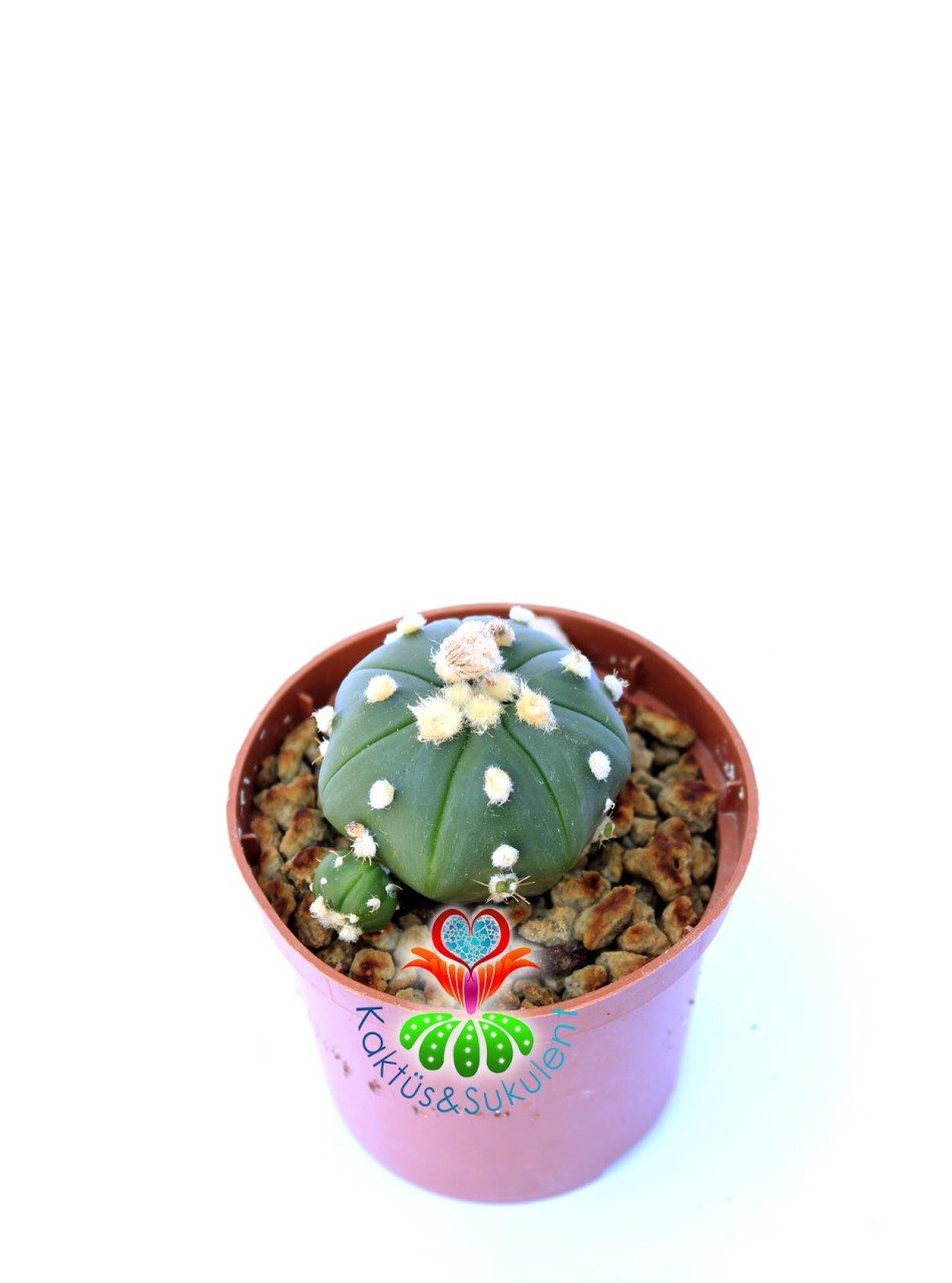 Astrophytum Asterias Oobio -7 cm Saksıda Nadir Tür Kaktüs