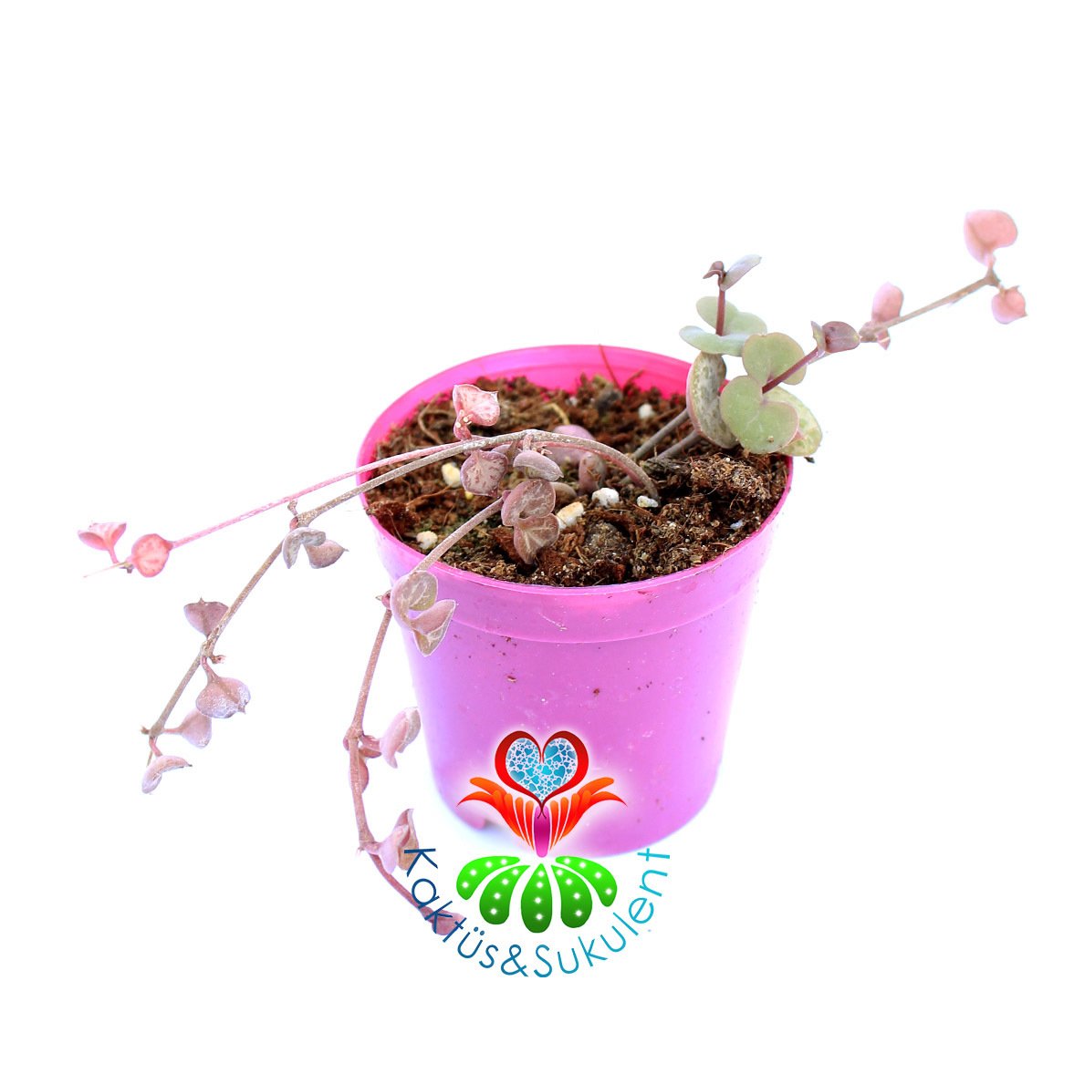 Kalp Karşı Çiçeği -Ceropegia Woodii-5,5 cm Saksıda-Sarkıcı Tür