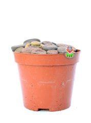Lithops Aucampiae Mix-Bir Çok Kök Yaşayan Altıntaş- 8,5 cm Saksıda