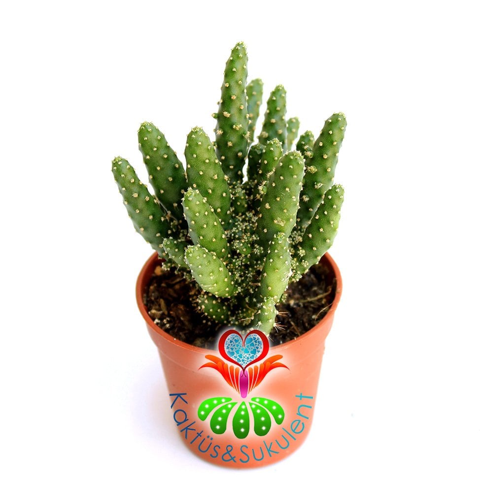 Kaktüs,Opuntia Tuna Monstruosa-Canavar Kaktus-1.Sınıf- 5,5 cm saksıda-Sukulent