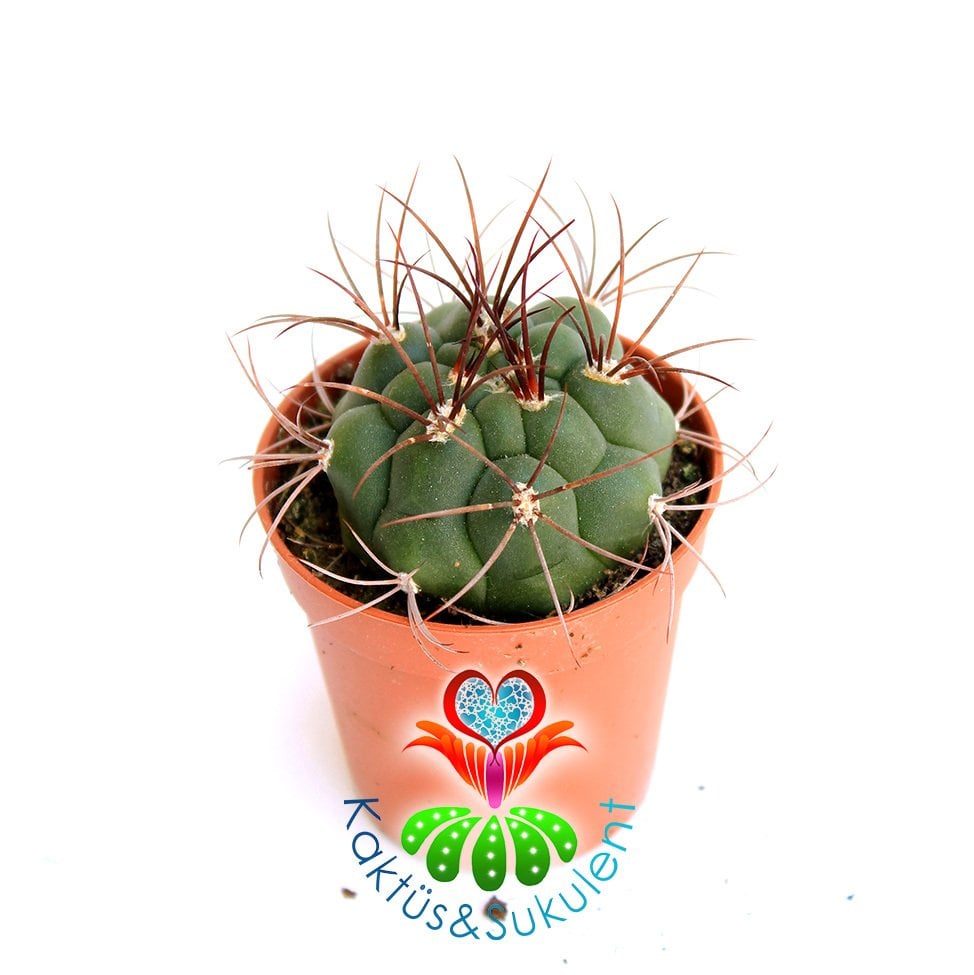 Kaktüs,Gymnocalycium Saglionis -Büyük Dikenli -1.Sınıf- 5,5 cm saksıda-Sukulent