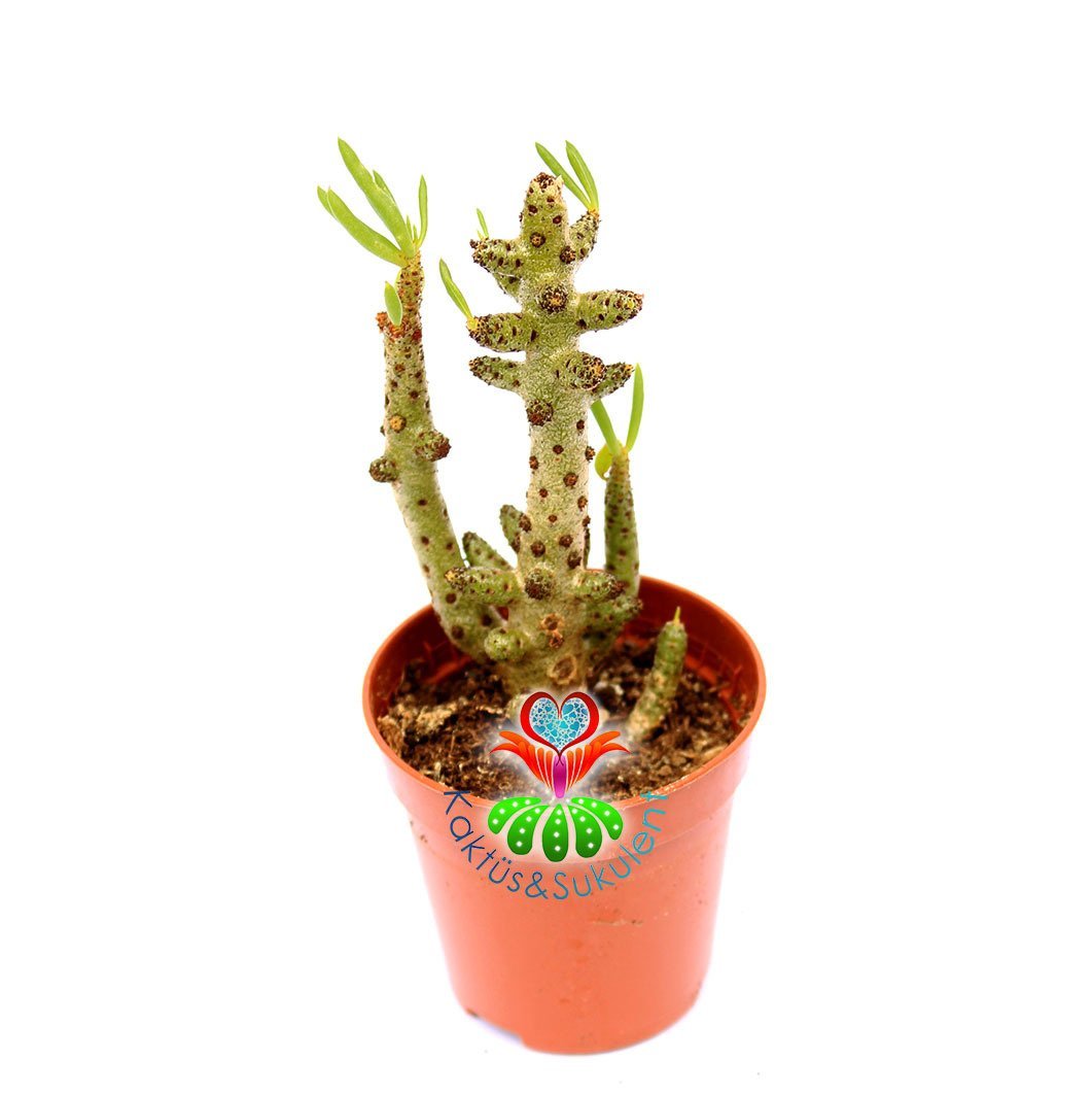 Tylecodon Buchholzianus Nadir ve Dayanıklı Tür 5,5 cm saksıda Bataklık Bitkisi