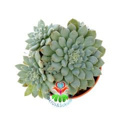 Echeveria Setosa var. Deminuta-Mavi ve Tüylü Sukulent-5,5 cm Saksıda