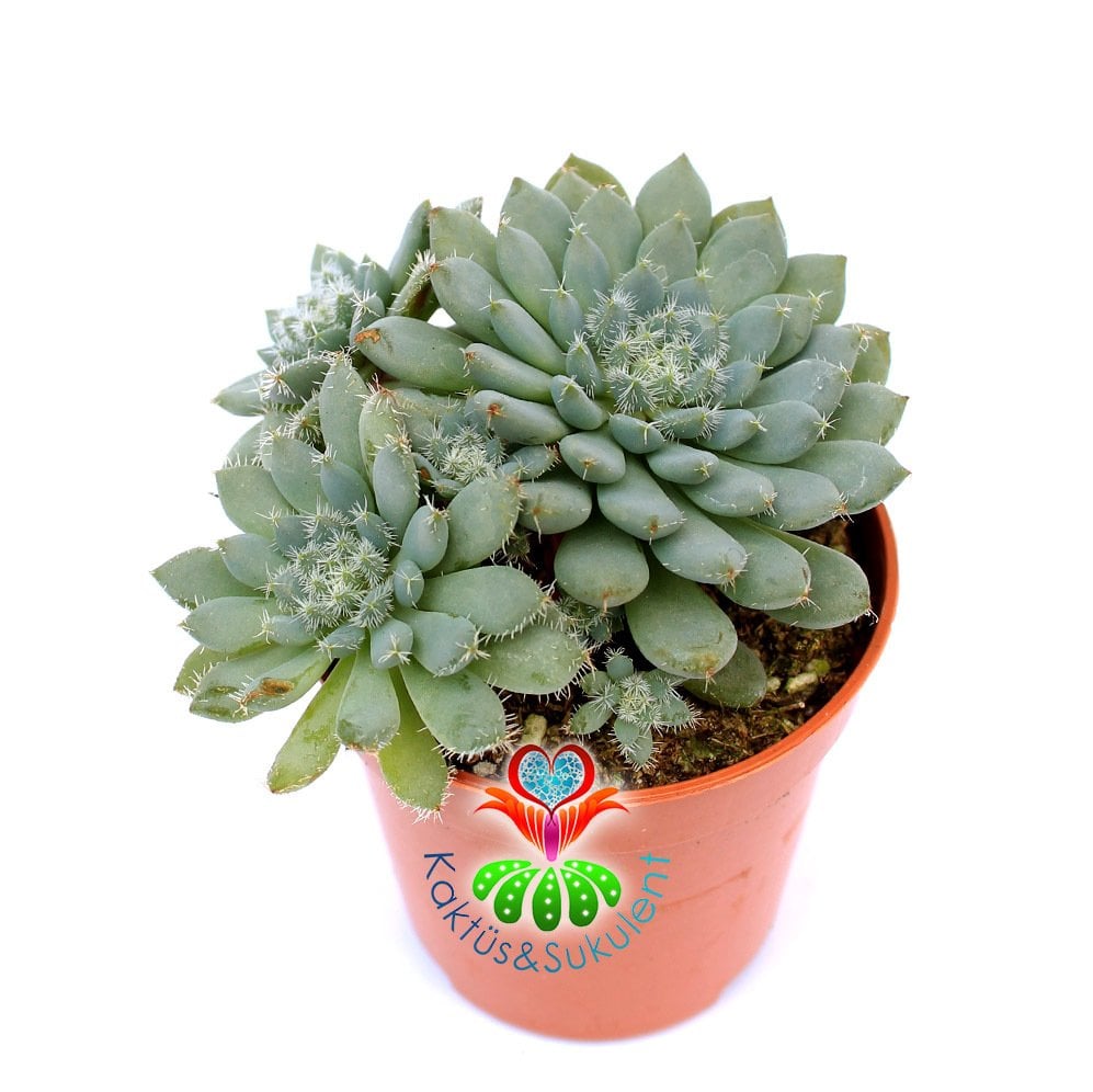 Echeveria Setosa var. Deminuta-Mavi ve Tüylü Sukulent-5,5 cm Saksıda