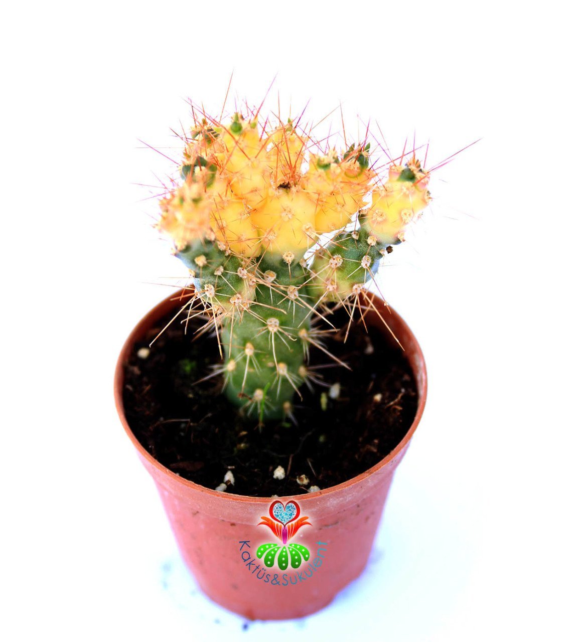 Opuntia Tunicata Doğal Sarı Renk Nadir Tür 5,5 cm Saksıda