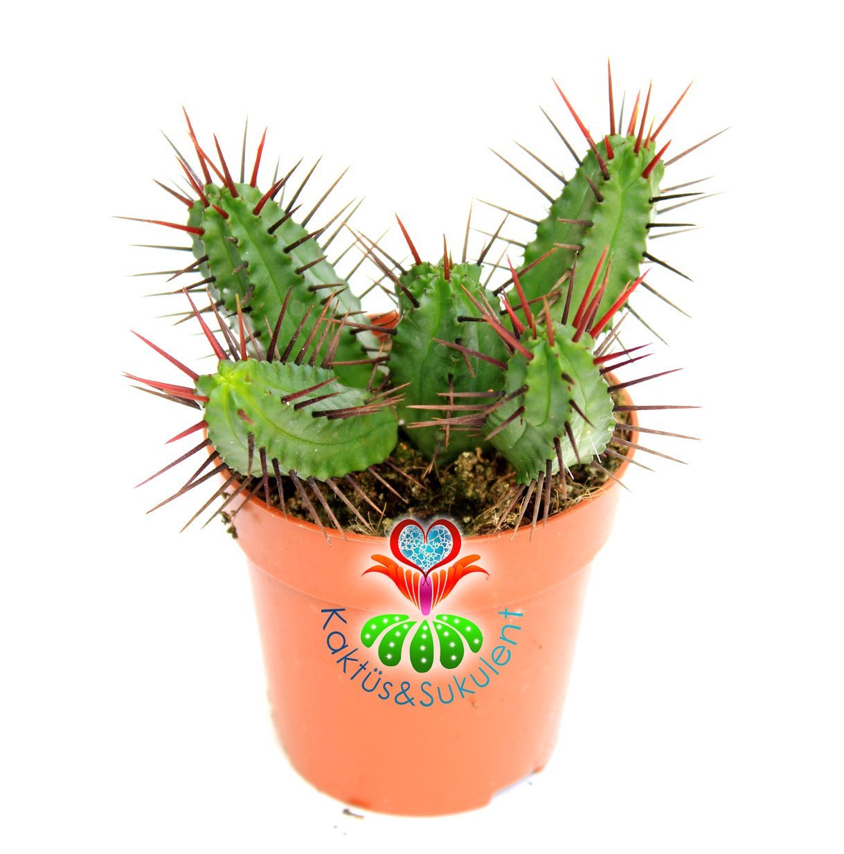 Kaktüs, Euphorbia Enopla -Büyük Boy -1. Sınıf-İthal- 8,5 cm saksıda-Teraryum,Kaktus,Sukulent