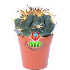 Gymnocalycium Pfanzii-5,5 cm Saksı Dolusu-Beyaz Çiçek Açar