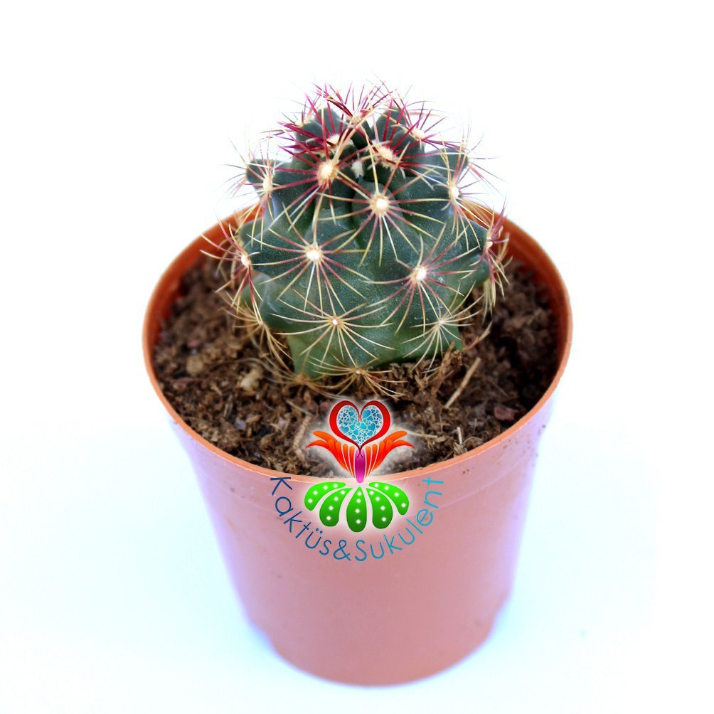 Thelocactus Bicolor ssp. Schwarzii - Mor Renk Çiçek Açar-5,5 cm Saksıda Özel Tür