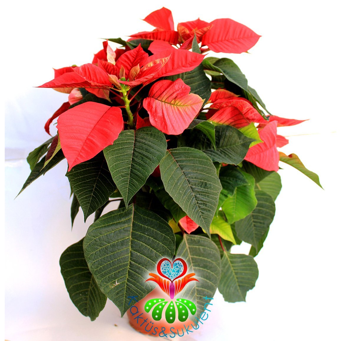 Atatürk Çiçeği-Euphorbia Pulcherrima-Poinsettia 12 cm Saksıda-30+ cm Uzunluk
