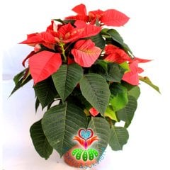 Atatürk Çiçeği-Euphorbia Pulcherrima-Poinsettia 12 cm Saksıda-30+ cm Uzunluk
