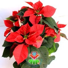 Atatürk Çiçeği-Euphorbia Pulcherrima-Poinsettia 12 cm Saksıda-30+ cm Uzunluk