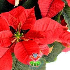 Atatürk Çiçeği-Euphorbia Pulcherrima-Poinsettia 12 cm Saksıda-30+ cm Uzunluk