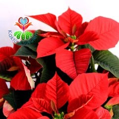 Atatürk Çiçeği-Euphorbia Pulcherrima-Poinsettia 12 cm Saksıda-30+ cm Uzunluk