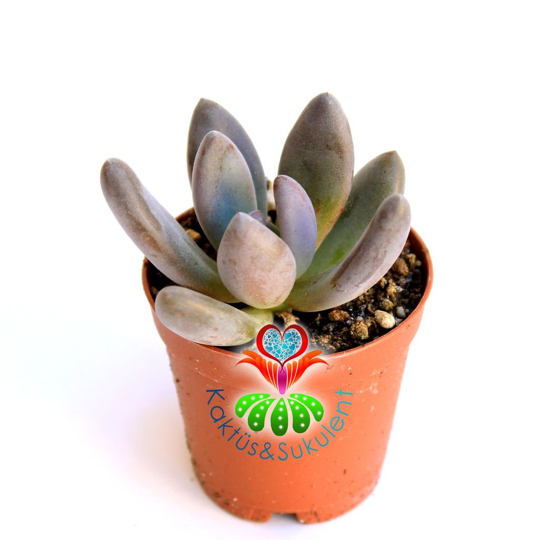 Sukulent,Pachyveria''Blue Mist'' -Mükemmel Koyu Pembe Renkli Sukkulent- 5,5 cm saksıda-Teraryum,Kaktus