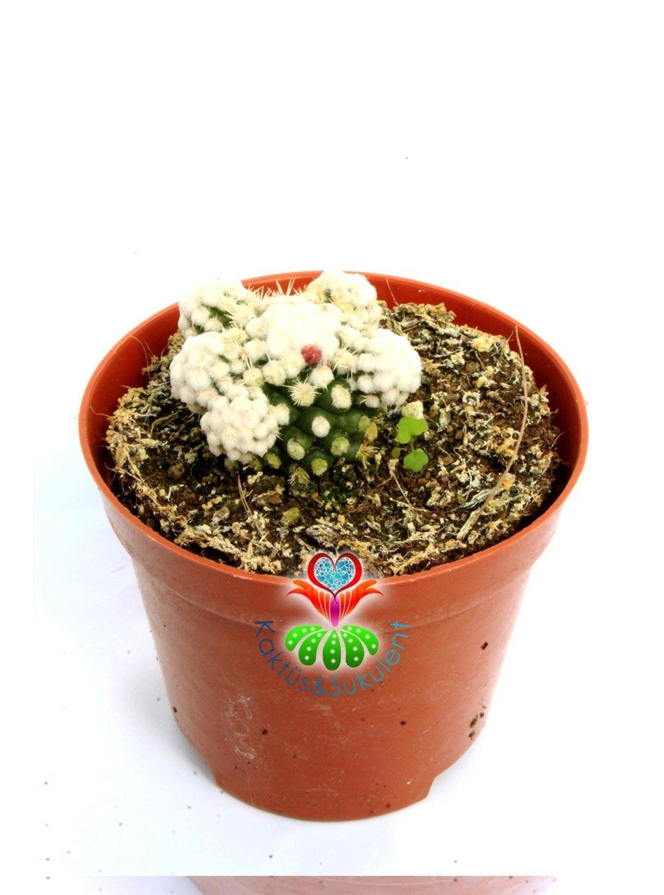 Mammillaria Gracilis Oruga -Pamuk Dikenli Kaktüs-8,5 cm Saksıda
