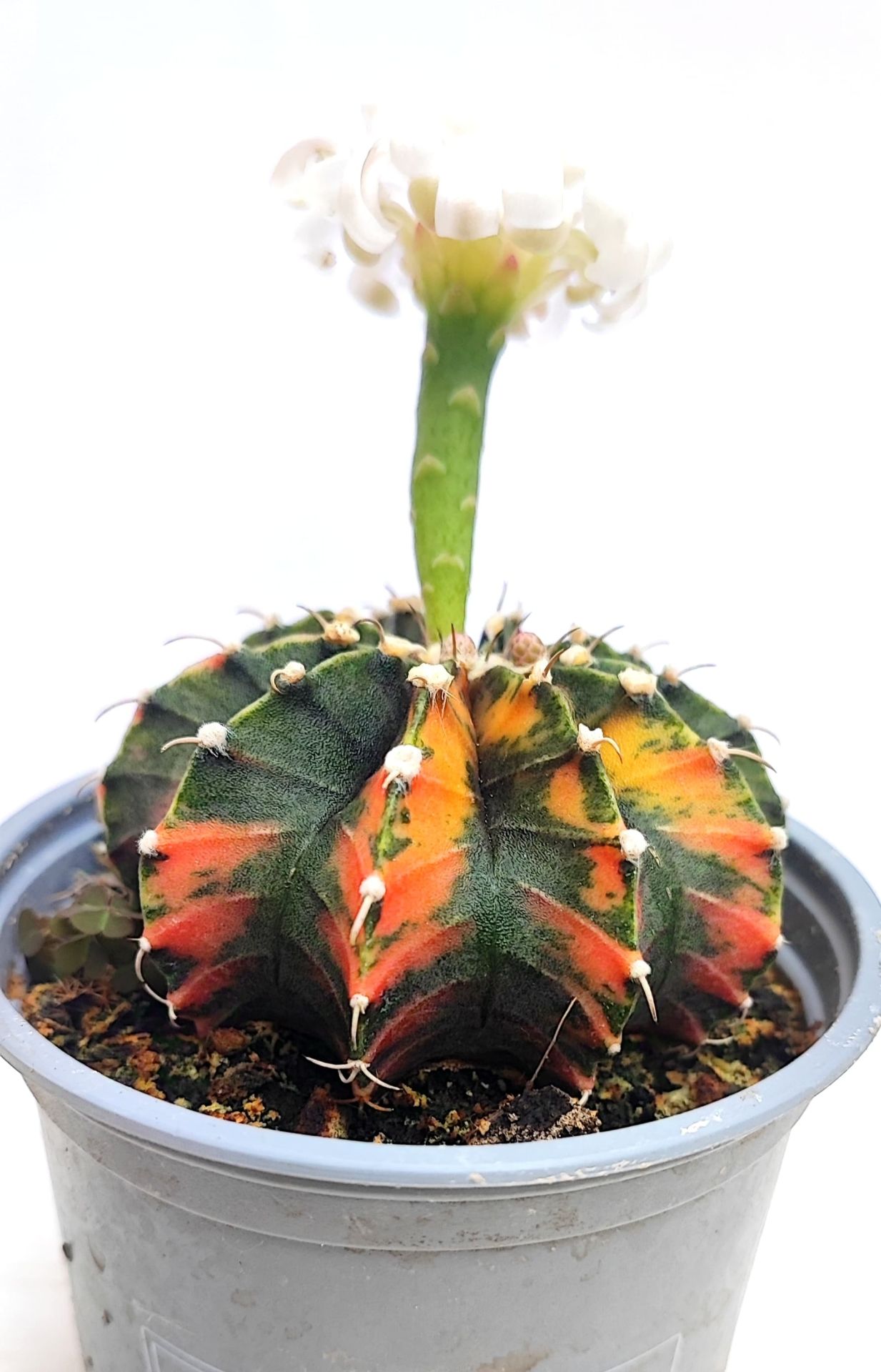 Gymnocalycium LB2178 Variegata Doğal Renk 10,5 cm Saksıda