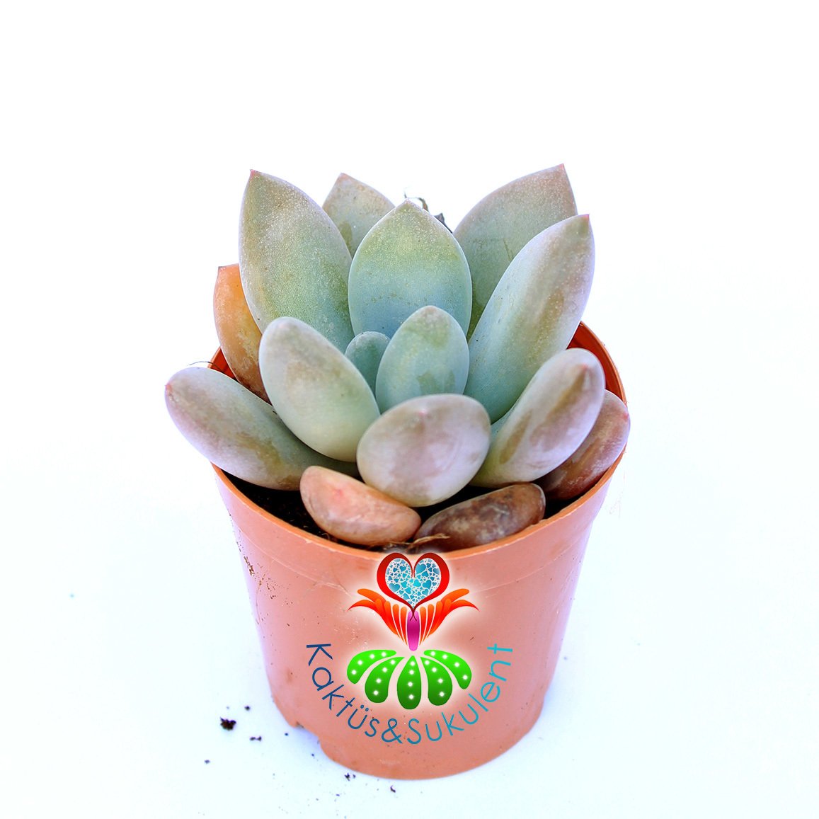 Pachyphytum Contrerasii-Açık Pembe-Yuvarlak Yapraklı Sukulent-5,5 cm Saksıda