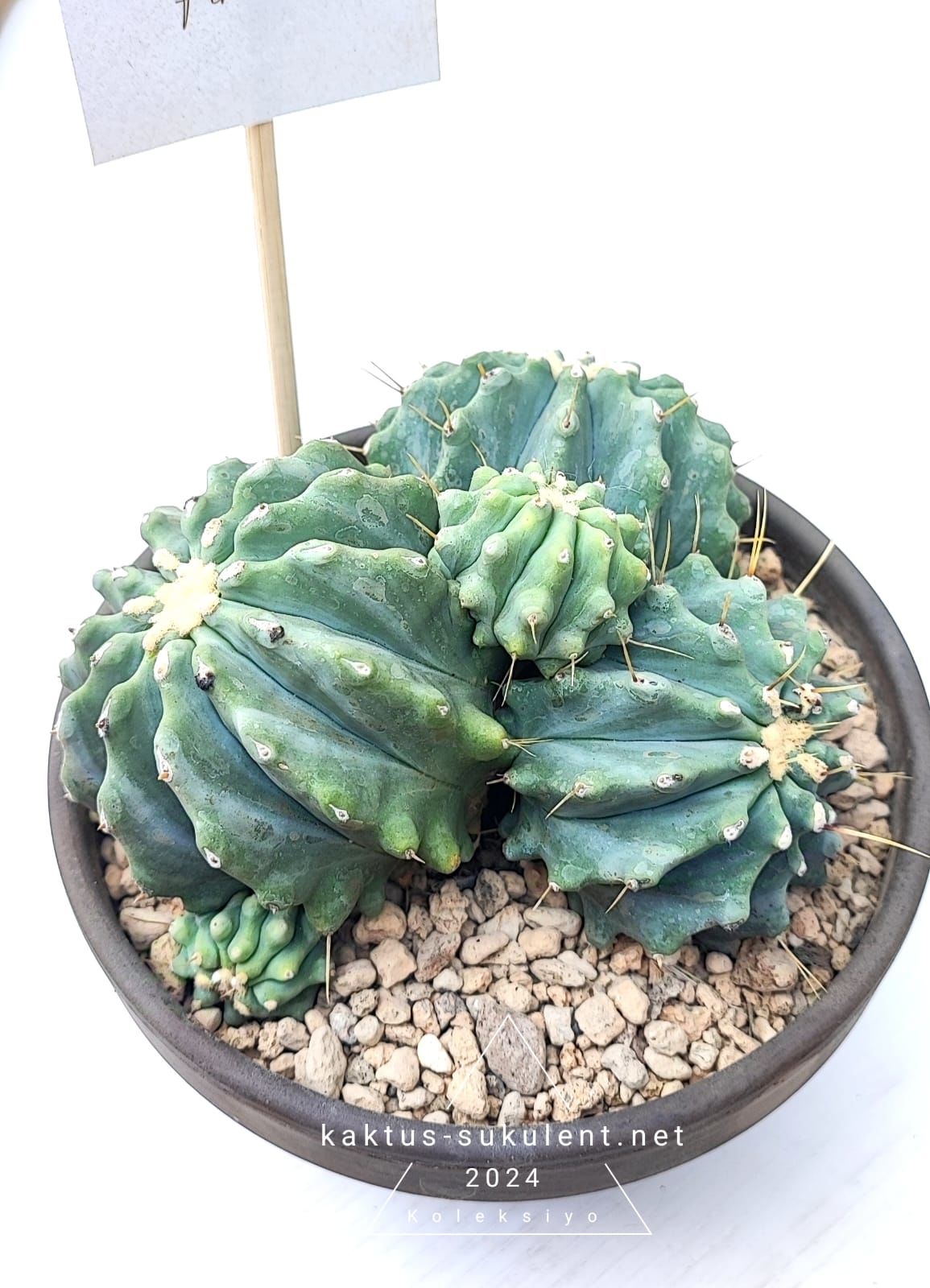 Ferocactus Glaucescens f. İnermis Nadir Seramik 15 cm saksıda Kaktüs