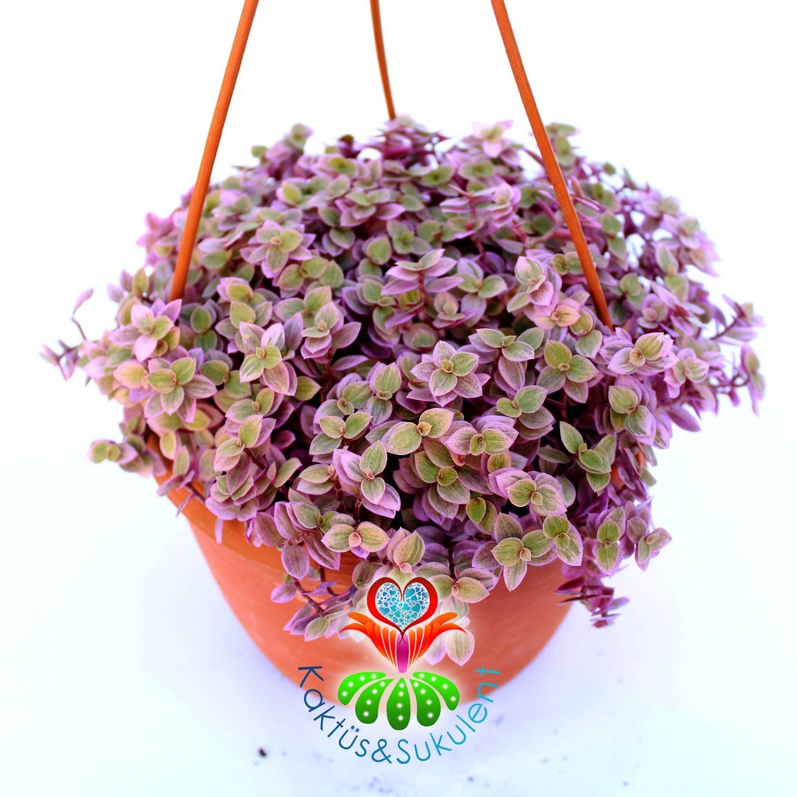 Callisia Repens 'Pink Lady'-Minik Pembe Yapraklı Telgraf Çiçeği-15 cm Askılı Saksıda