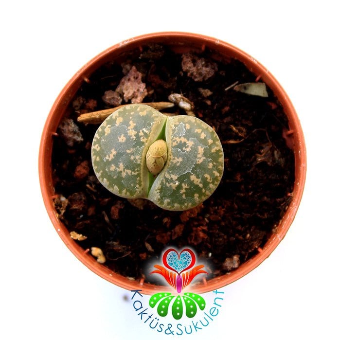 Lithops Leslei-Yeşil Bronz Renk-5,5 cm Saksıda -Yaşayan Taş Kaktüs-Altıntaş-Sarı Renk Çiçek Açar