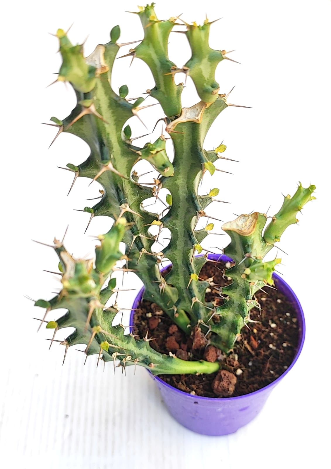 Euphorbia Greenwayi Nadir tür 8,5 cm Saksıda Kaktüs Sukulent