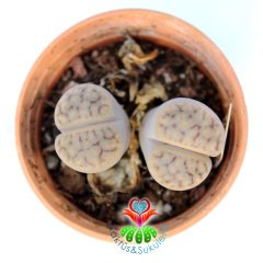 Lithops Schwantesii C076-Yaşayan Taş Kaktüs-Altıntaş-5,5 cm Saksıda