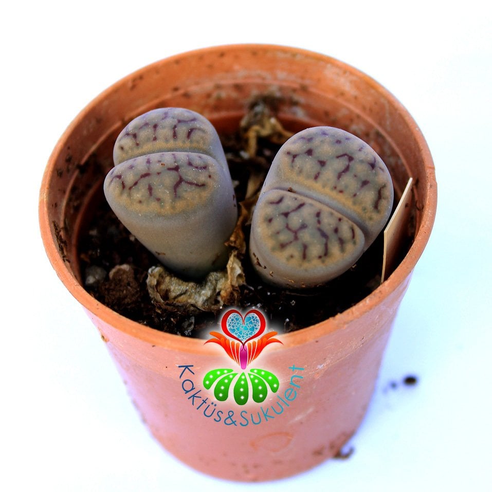 Lithops Schwantesii C076-Yaşayan Taş Kaktüs-Altıntaş-5,5 cm Saksıda