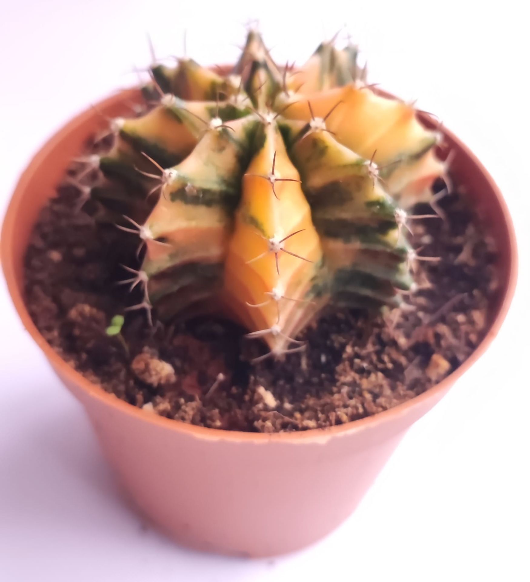 Gymnocalycium Mihanovichii Variegata - Renkli, Variegata Köklü Özel tür Kaktüs-8,5 cm Saksıda