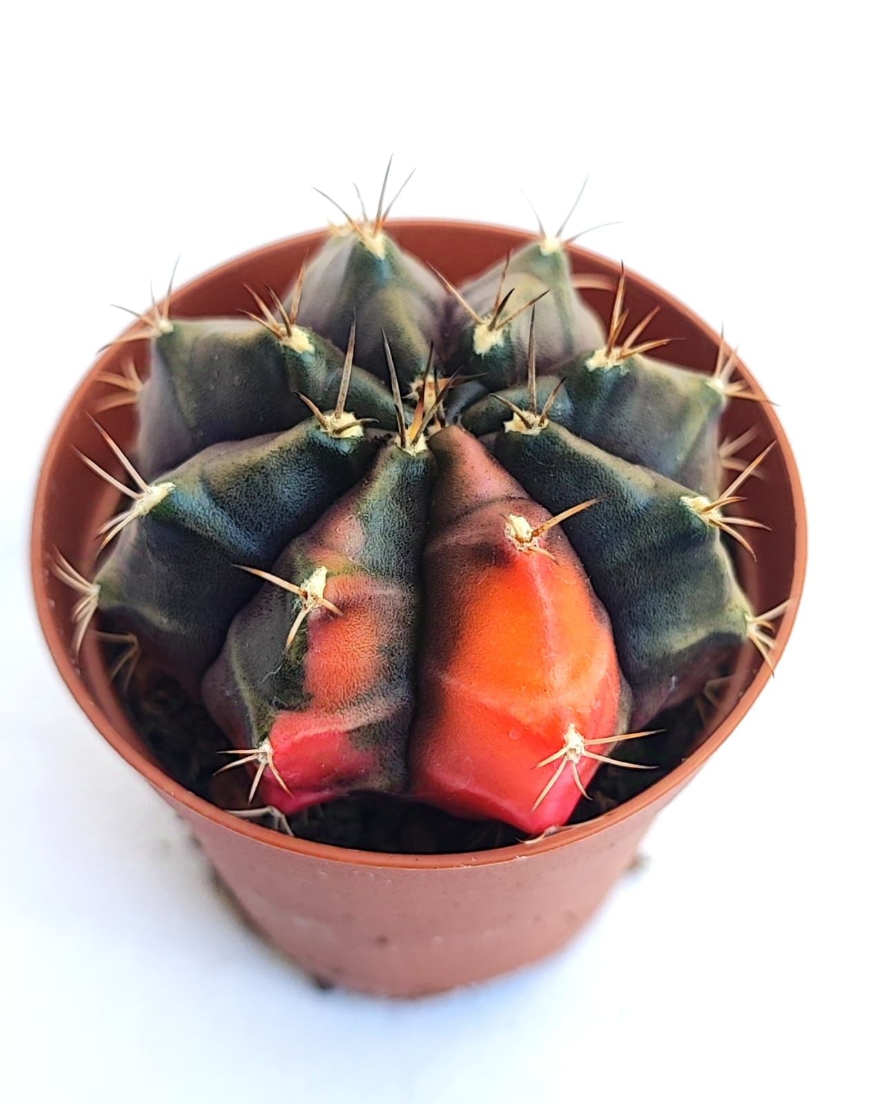 Gymnocalycium Mihanovichii Black Variegata - Renkli, Variegata Köklü Özel tür Kaktüs-5,5 cm Saksıda