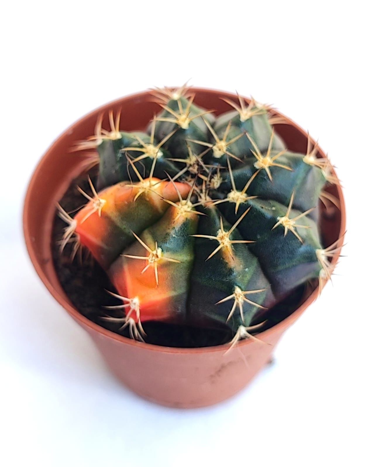 Gymnocalycium Mihanovichii Variegata - Renkli, Variegata Köklü Özel tür Kaktüs-5,5 cm Saksıda