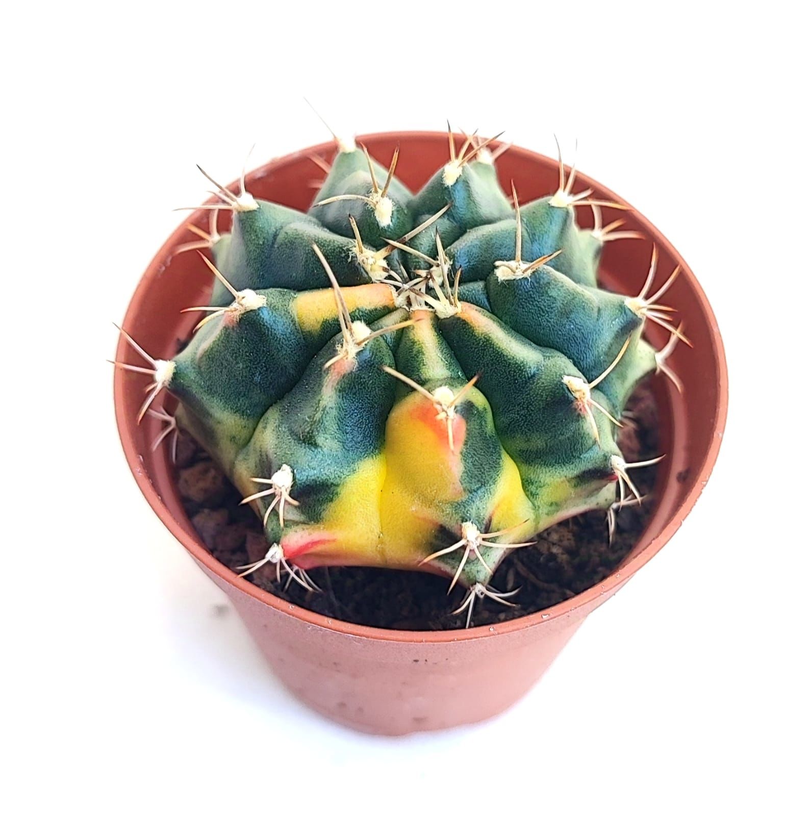 Gymnocalycium Mihanovichii Lemon Hybrd Variegata - Renkli, Variegata Köklü Özel tür Kaktüs-5,5 cm Saksıda