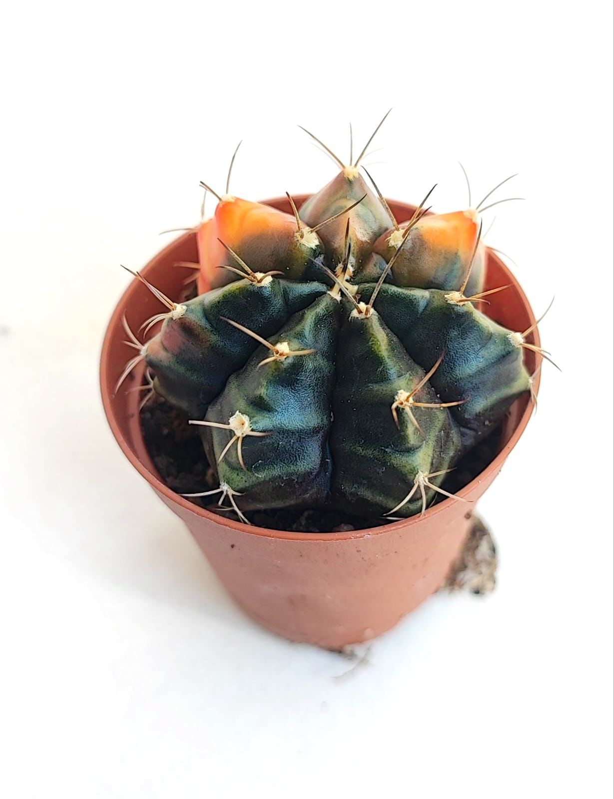 Gymnocalycium Mihanovichii Variegata - Renkli, Variegata Köklü Özel tür Kaktüs-5,5 cm Saksıda